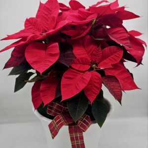 Poinsettia Plat